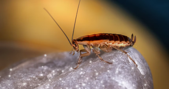 Cockroach Sticky Traps