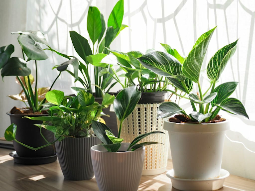 Innovative Ideas For Showcasing Indoor Plants In Small Spaces
