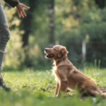 Common Behavioural Issues in Dogs and How a Trainer Addresses Them