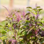 Growing Tulsi at Home: A Comprehensive Guide