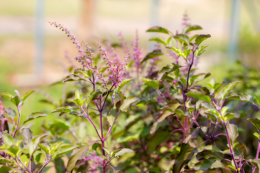 Growing Tulsi at Home: A Comprehensive Guide