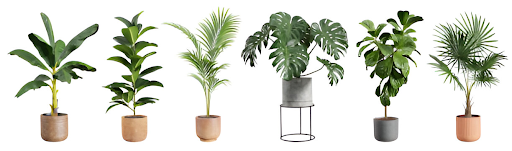 5 Trending Indoor Plants You Can Buy Online in Delhi for a Stylish Home